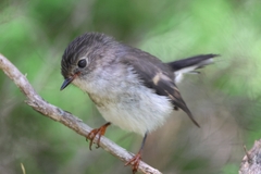 Petroica macrocephala toitoi