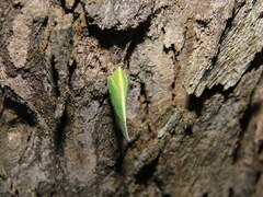 Phyllyphanta producta