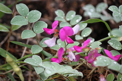 Tephrosia lindheimeri