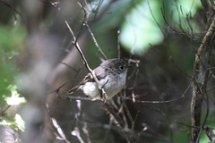 Petroica macrocephala toitoi