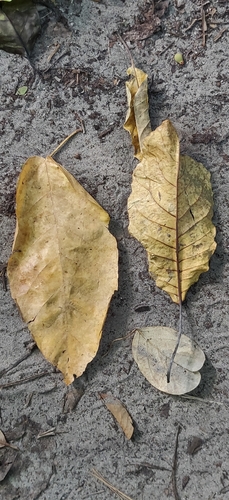 Image of Terminalia bialata by (c) T R Shankar Raman, some rights reserved (CC BY)