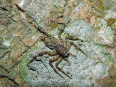 Phaeacius fimbriatus