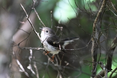 Petroica macrocephala toitoi