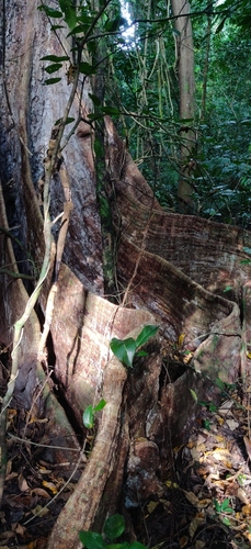Image of Terminalia bialata by (c) T R Shankar Raman, some rights reserved (CC BY)