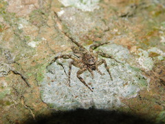 Phaeacius fimbriatus