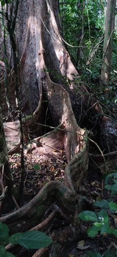 Image of Terminalia bialata by (c) T R Shankar Raman, some rights reserved (CC BY)