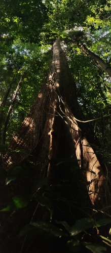 Image of Terminalia bialata by (c) T R Shankar Raman, some rights reserved (CC BY)