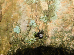 Stiphropus