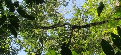 Artocarpus lacucha