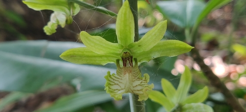 Eulophia andamanensis, photograph 6