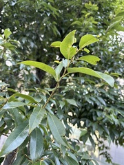 Quercus glauca