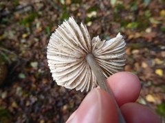 Mycena polygramma