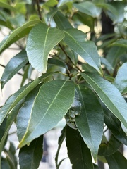 Quercus glauca