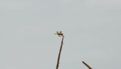 Rhyothemis graphiptera