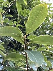 Quercus glauca