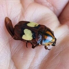Pedinorrhina trivittata