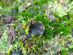 Peltigera didactyla