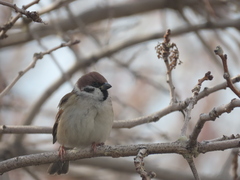 Passer montanus