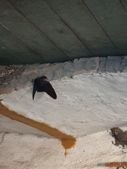 Hirundo rustica rustica