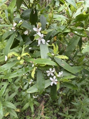 Philotheca myoporoides