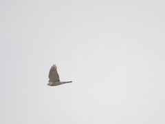 Accipiter nisus