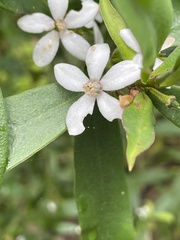Philotheca myoporoides