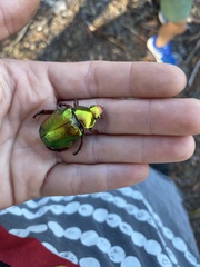 Anoplognathus viridiaeneus