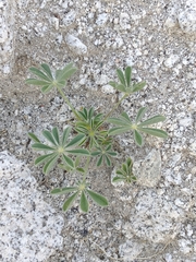 Lupinus arizonicus