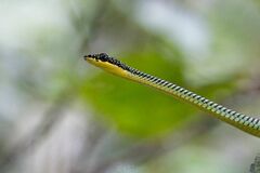 Chrysopelea paradisi