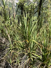 Dracophyllum longifolium