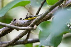 Chrysopelea paradisi