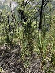 Dracophyllum longifolium