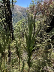 Dracophyllum longifolium