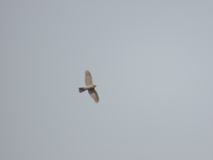 Accipiter nisus