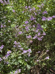 Prostanthera melissifolia
