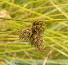 Carex inversa