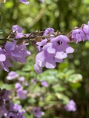 Prostanthera melissifolia