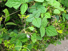 Amphicarpaea edgeworthii