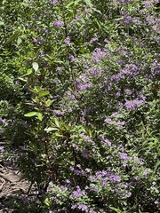 Prostanthera melissifolia