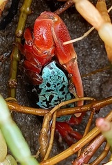 Paraleptuca chlorophthalmus