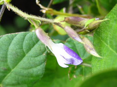 Amphicarpaea edgeworthii