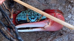 Paraleptuca chlorophthalmus