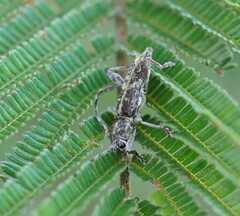 Pempsamacra dispersa