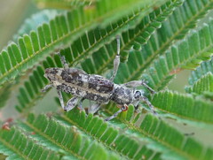 Pempsamacra dispersa