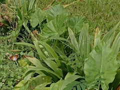 Danaus chrysippus