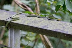 Chrysopelea paradisi