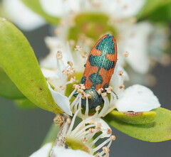 Castiarina hilaris