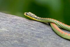 Chrysopelea paradisi