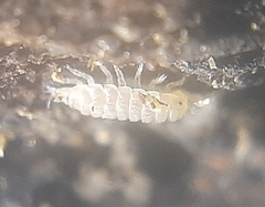 Haplophthalmus danicus