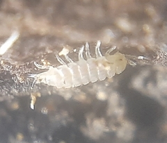 Haplophthalmus danicus